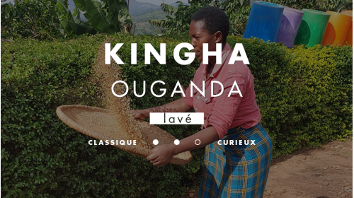 Café Kingha d'Ouganda