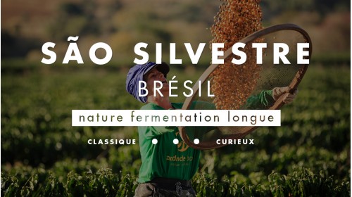 Café atypique du Brésil en fermentation longue