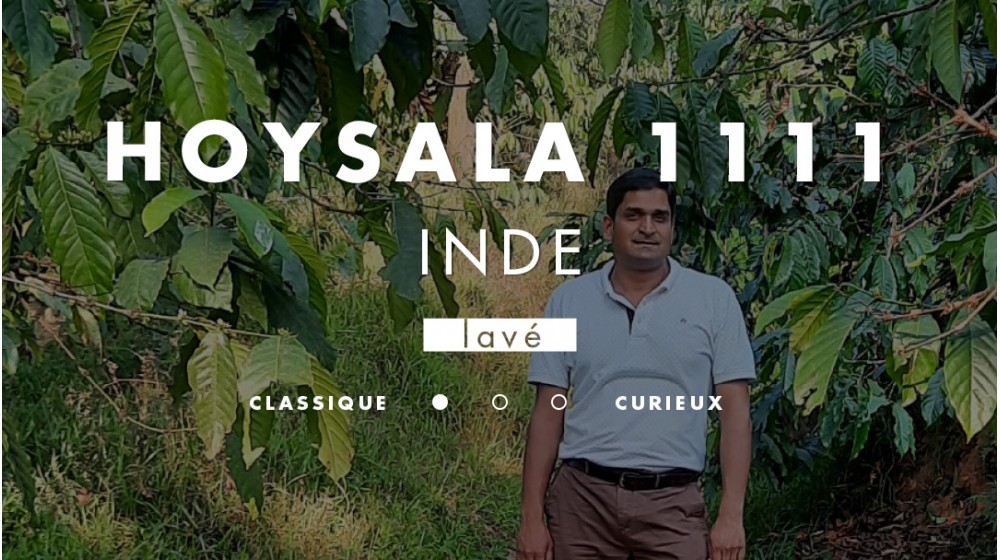 Café Hoysala d'Inde sourcé en direct trade