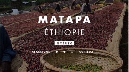 Café d'Éthiopie d'Habtamu de la ferme Matapa