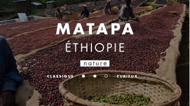 Café d'Éthiopie d'Habtamu de la ferme Matapa